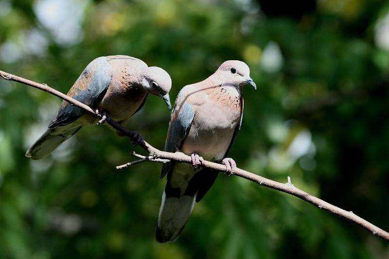 frieda 2 094.jpg - Rooiborsduifies ek wonder wat gaan daar onder aan!...